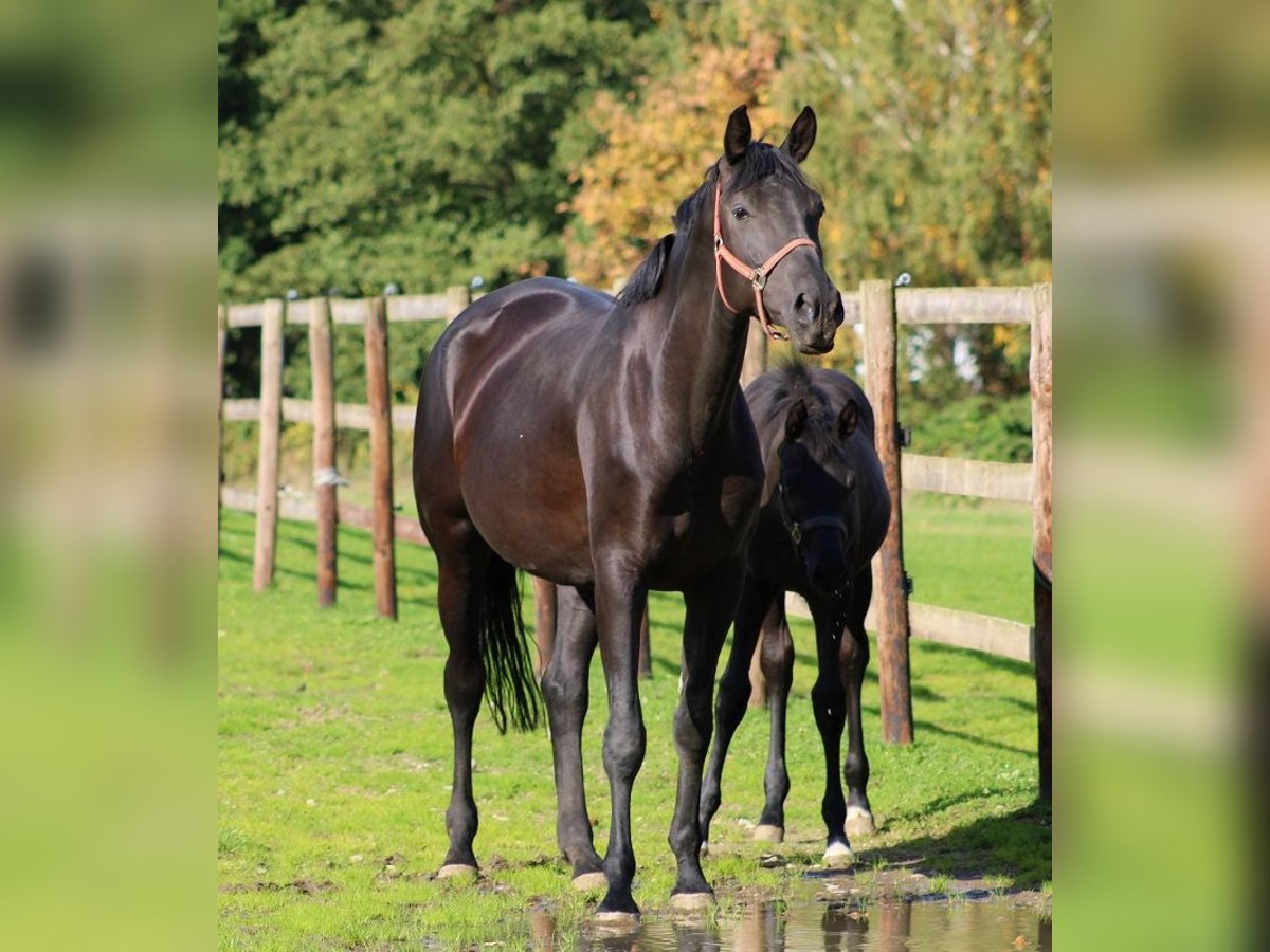 Oldenburger Merrie 8 Jaar 177 cm Zwart in Radeburg