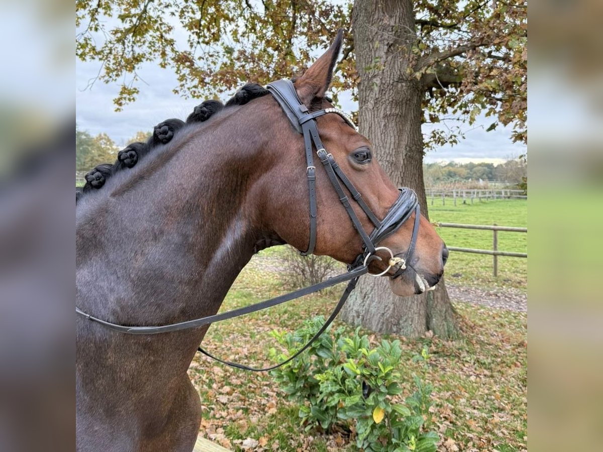 Oldenburger Merrie 9 Jaar 165 cm Bruin in Norderstedt Oldenburger Merrie 9 Jaar 165 cm Bruin in Norderstedt
