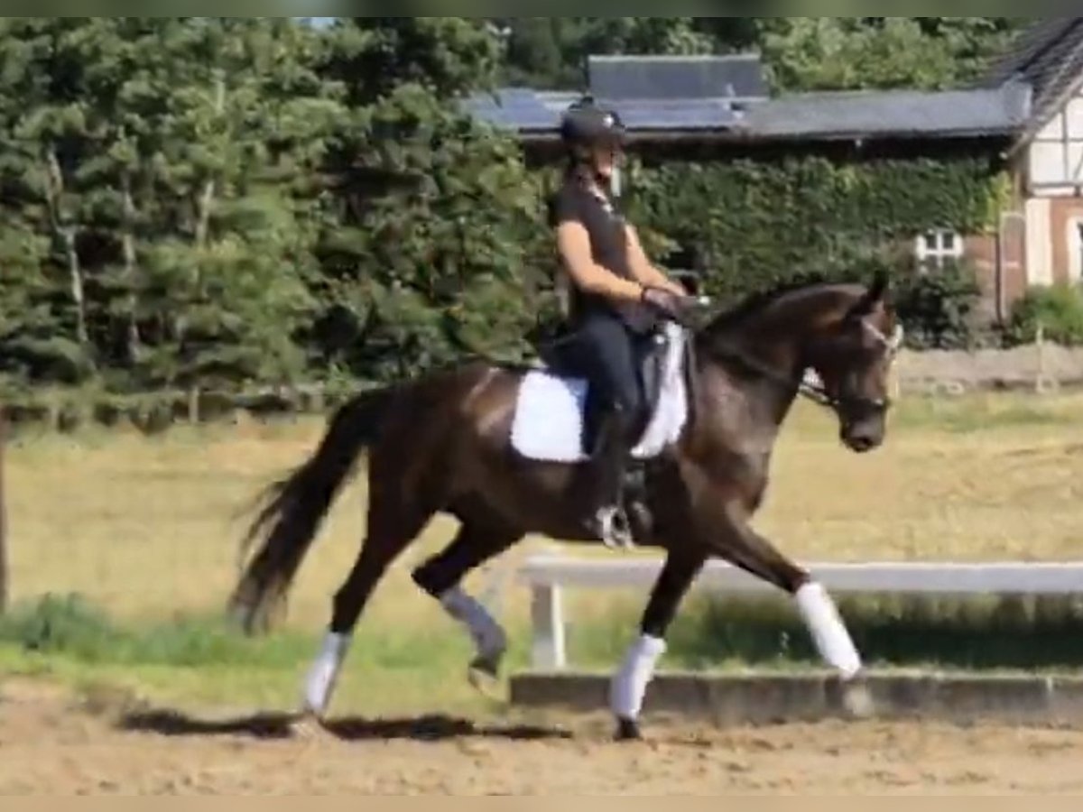 Oldenburger Merrie 9 Jaar 165 cm Donkerbruin in Stoetze