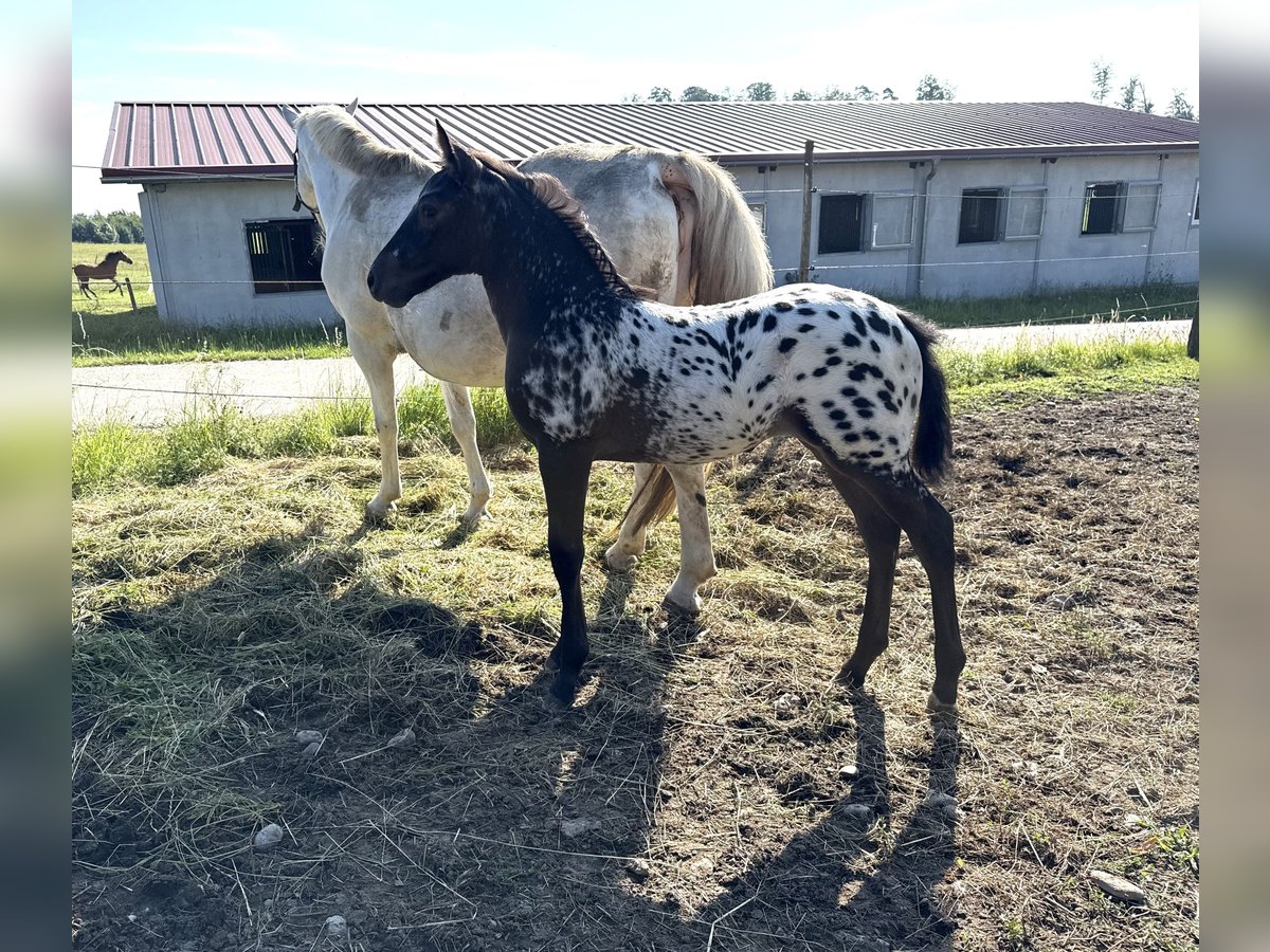 Oldenburger Merrie Veulen (06/2025) 165 cm Appaloosa in Berg
