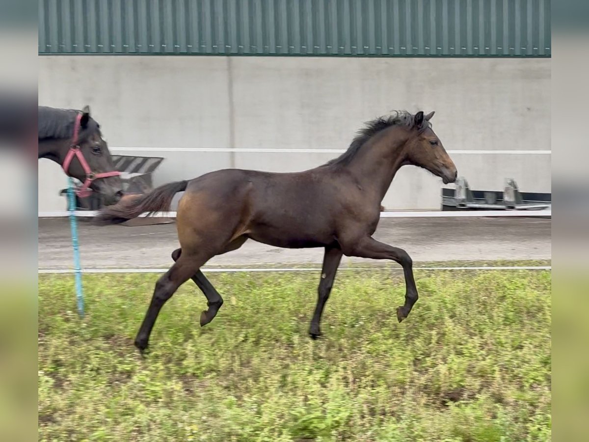 Oldenburger Merrie Veulen (03/2025) 165 cm Donkerbruin in Dinklage