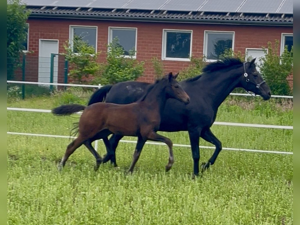 Oldenburger Merrie  165 cm Donkerbruin in Dinklage