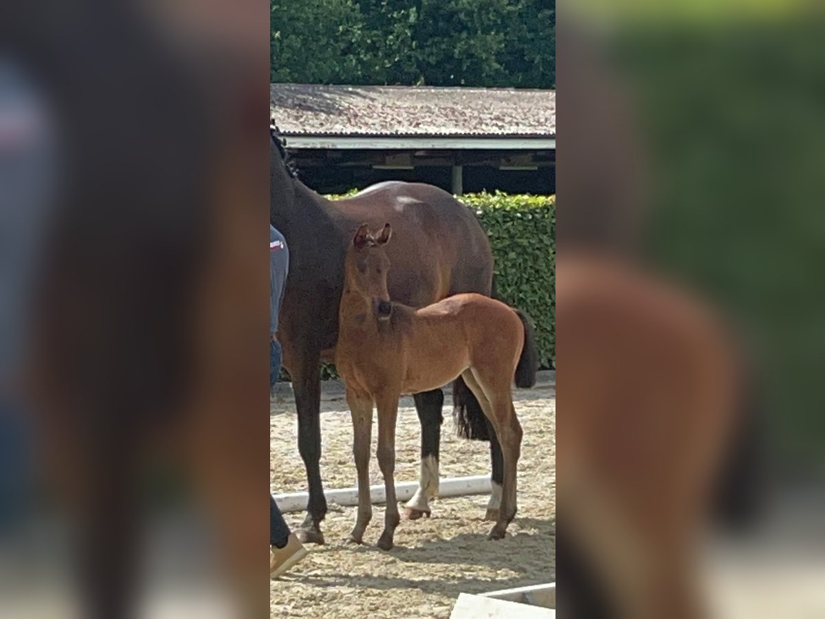 Oldenburger Merrie  165 cm Donkerbruin in Bad Zwischenahn