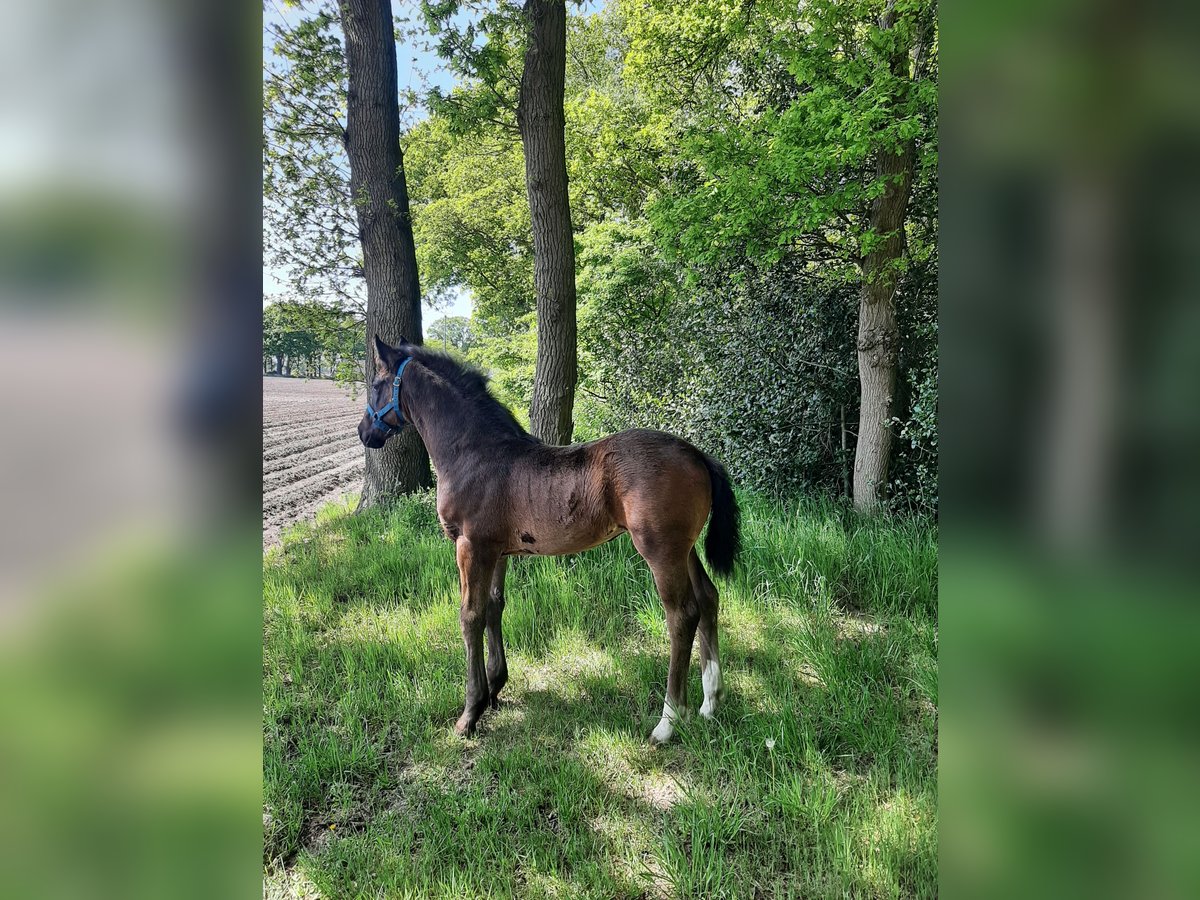 Oldenburger Merrie  169 cm Donkerbruin in Emlichheim