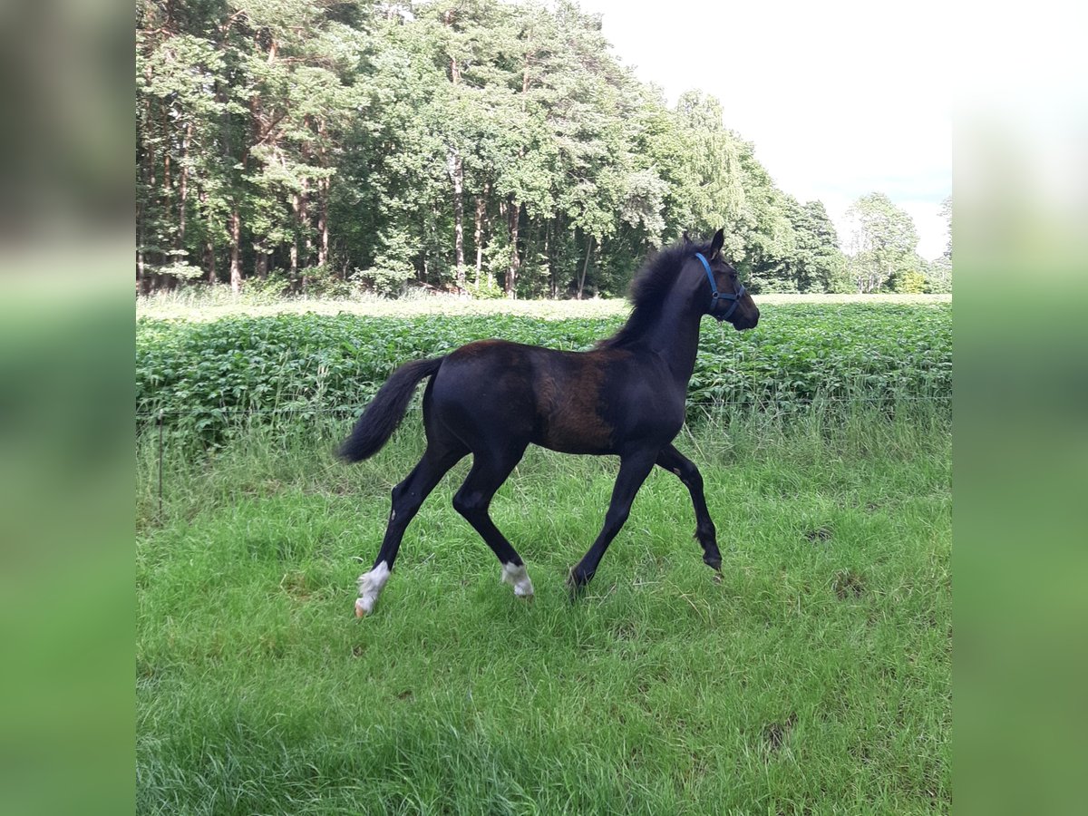 Oldenburger Mix Merrie  169 cm Donkerbruin in Emlichheim