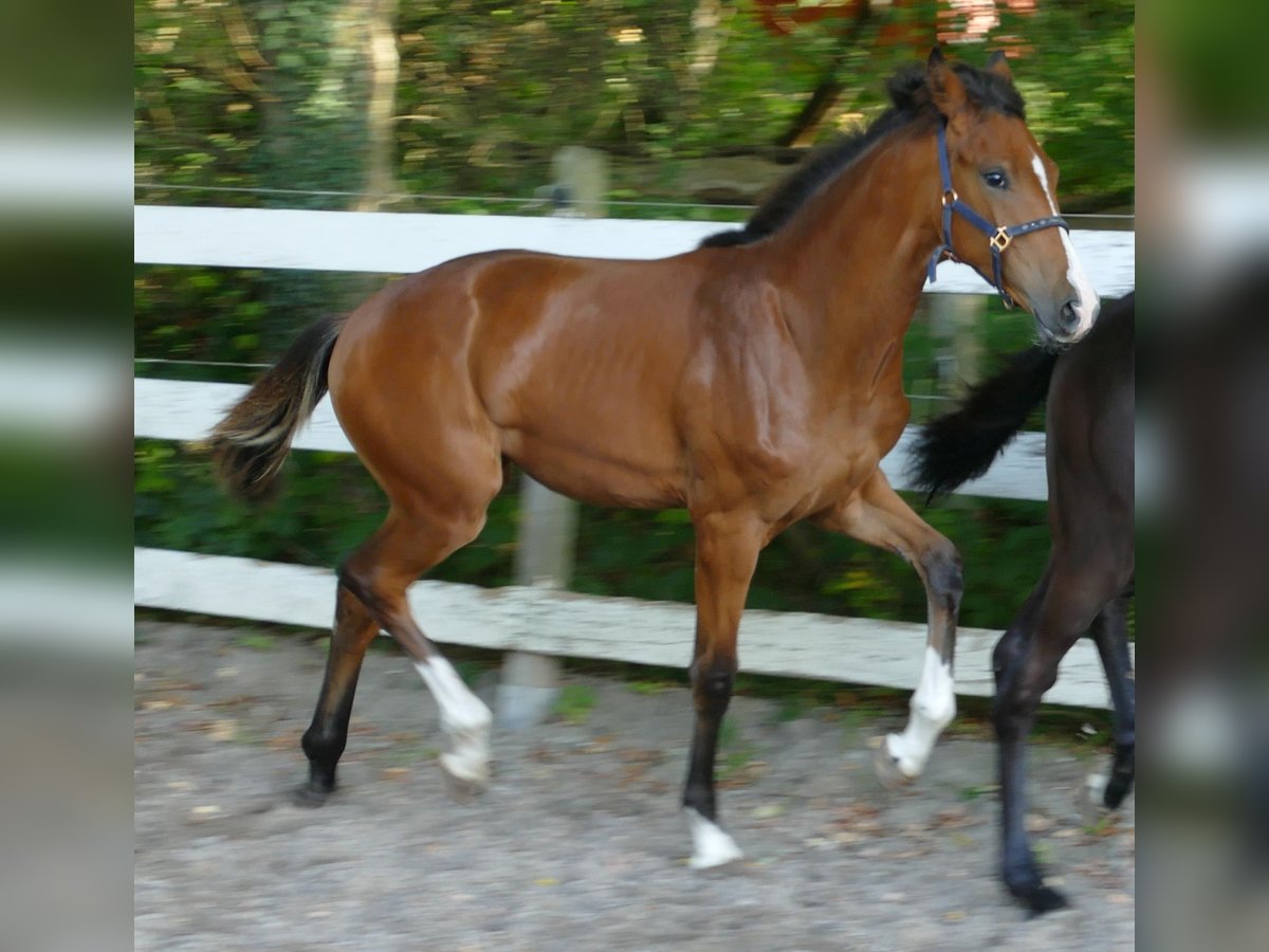 Oldenburger Merrie Veulen (03/2025) 170 cm Bruin in Greifenstein