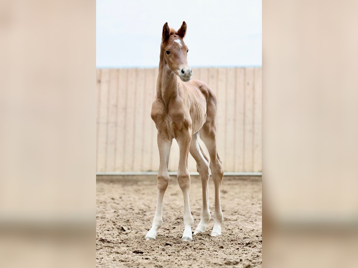 Oldenburger Merrie  170 cm Donkere-vos in Hohenahr