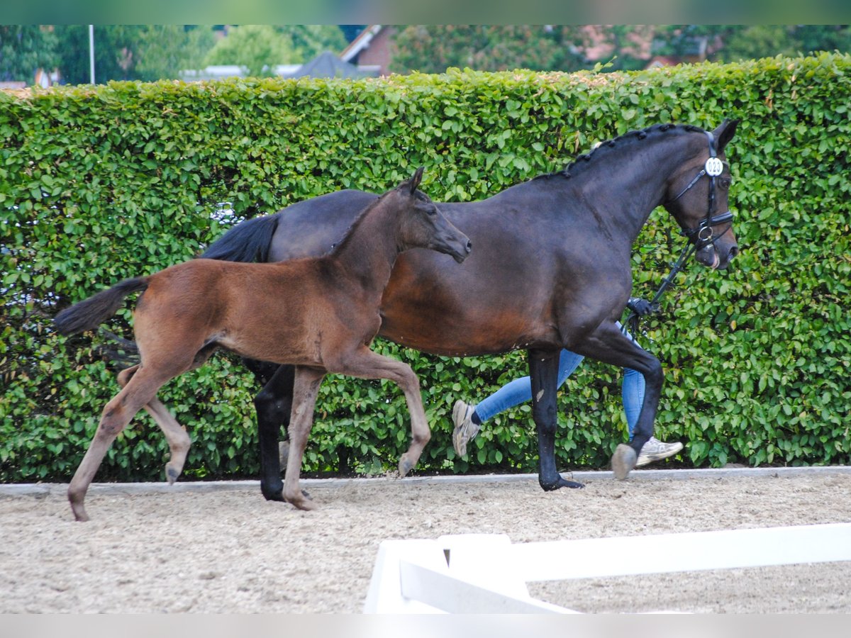 Oldenburger Merrie  170 cm Zwartbruin in Lindern (Oldenburg)