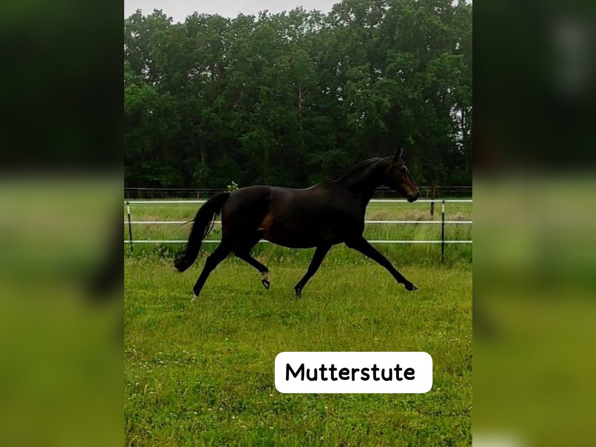Oldenburger Merrie Veulen (06/2025) 175 cm in Wingst