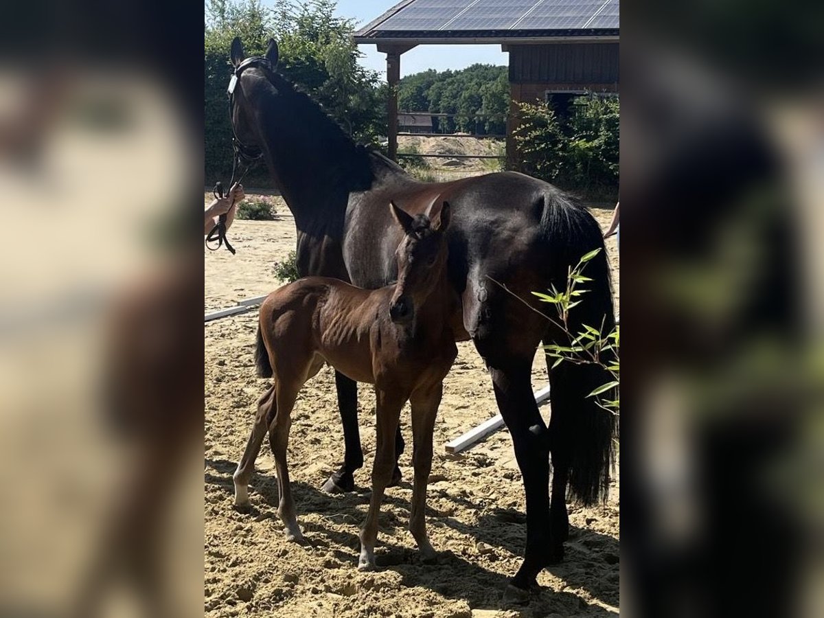 Oldenburger Merrie  Donkerbruin in Bocholt