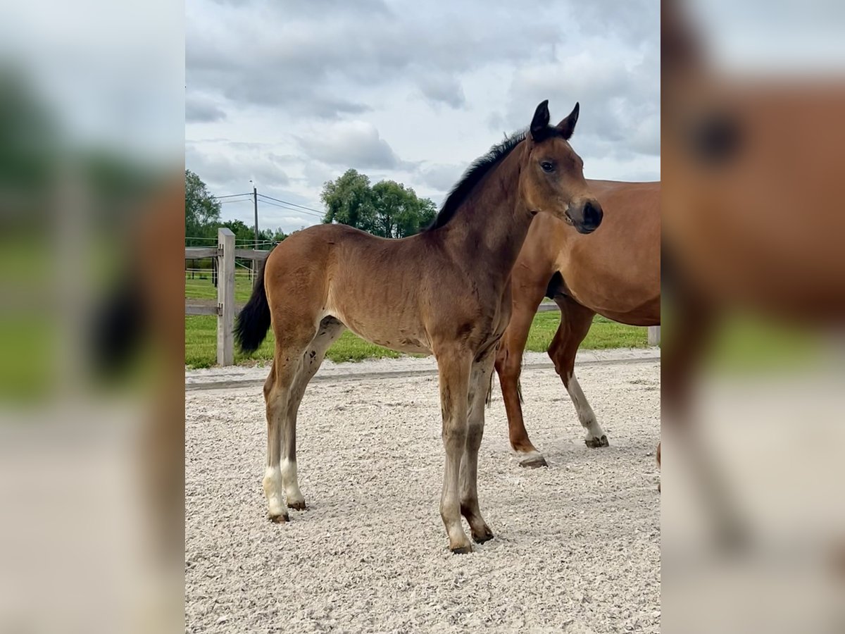 Oldenburger Merrie  Donkerbruin in Puurs