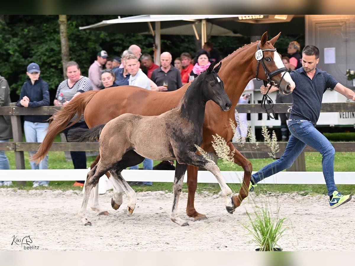 Oldenburger Merrie  Zwart in Rastede