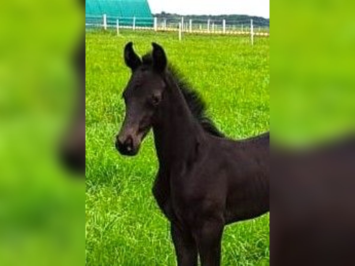 Oldenburger Merrie veulen (05/2024) Zwartbruin in Hankensbüttel