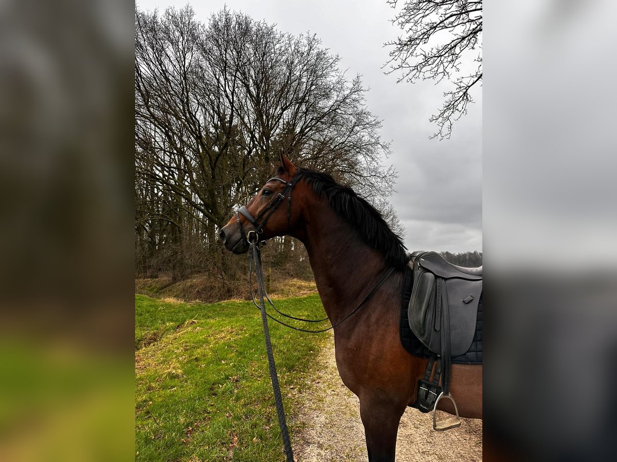 Oldenburger Ruin 11 Jaar 172 cm Bruin in Eersel