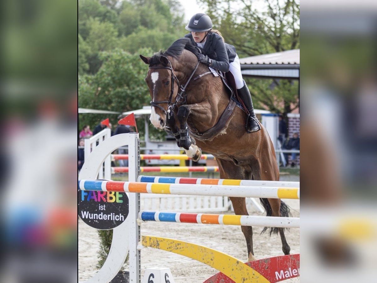 Oldenburger Ruin 11 Jaar 175 cm Bruin in Knüllwald