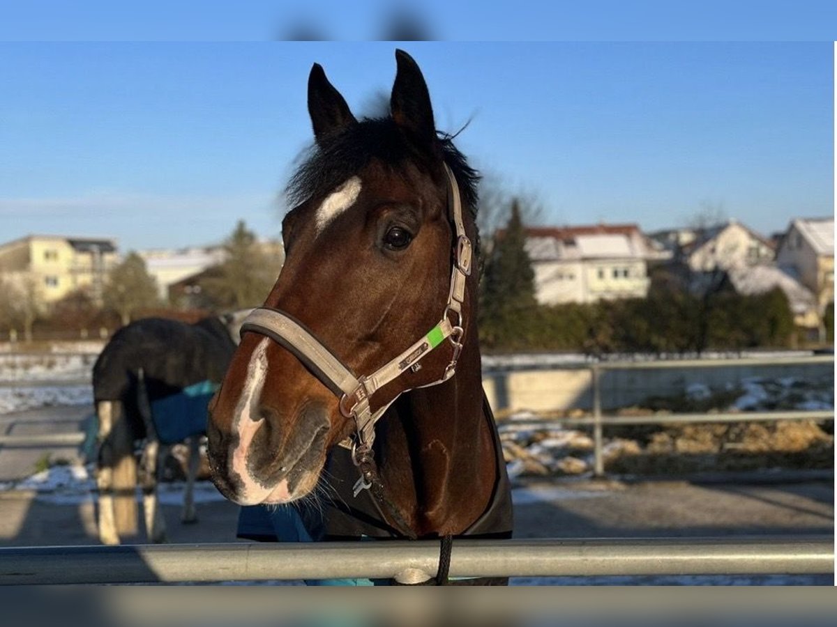 Oldenburger Ruin 14 Jaar 172 cm Zwartbruin in Assamstadt