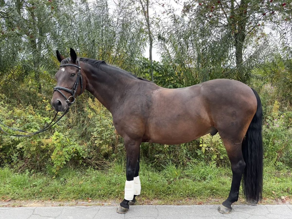 Oldenburger Ruin 15 Jaar 168 cm Donkerbruin in Bad Driburg