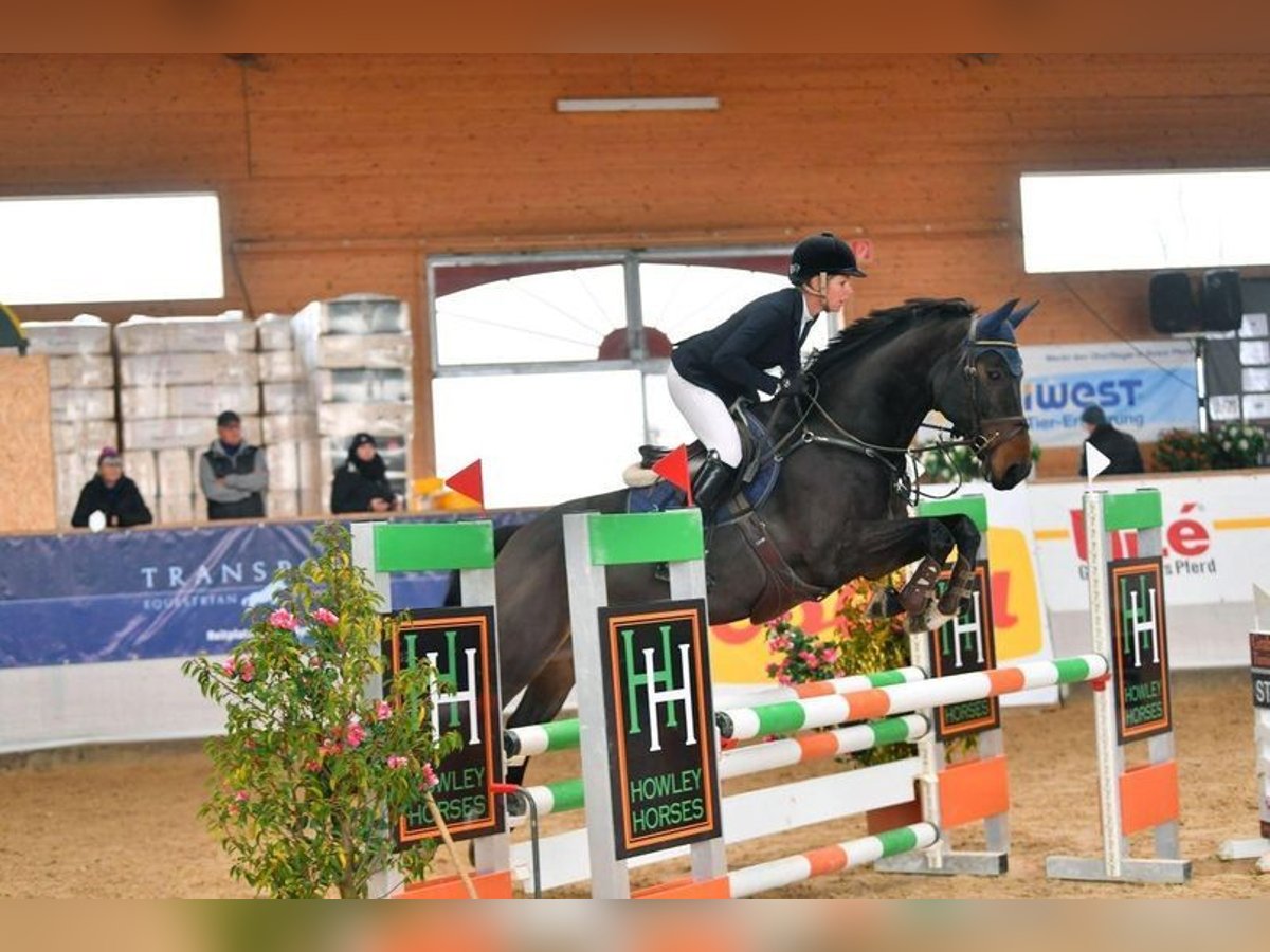 Oldenburger Ruin 16 Jaar 165 cm Bruin in Allershausen