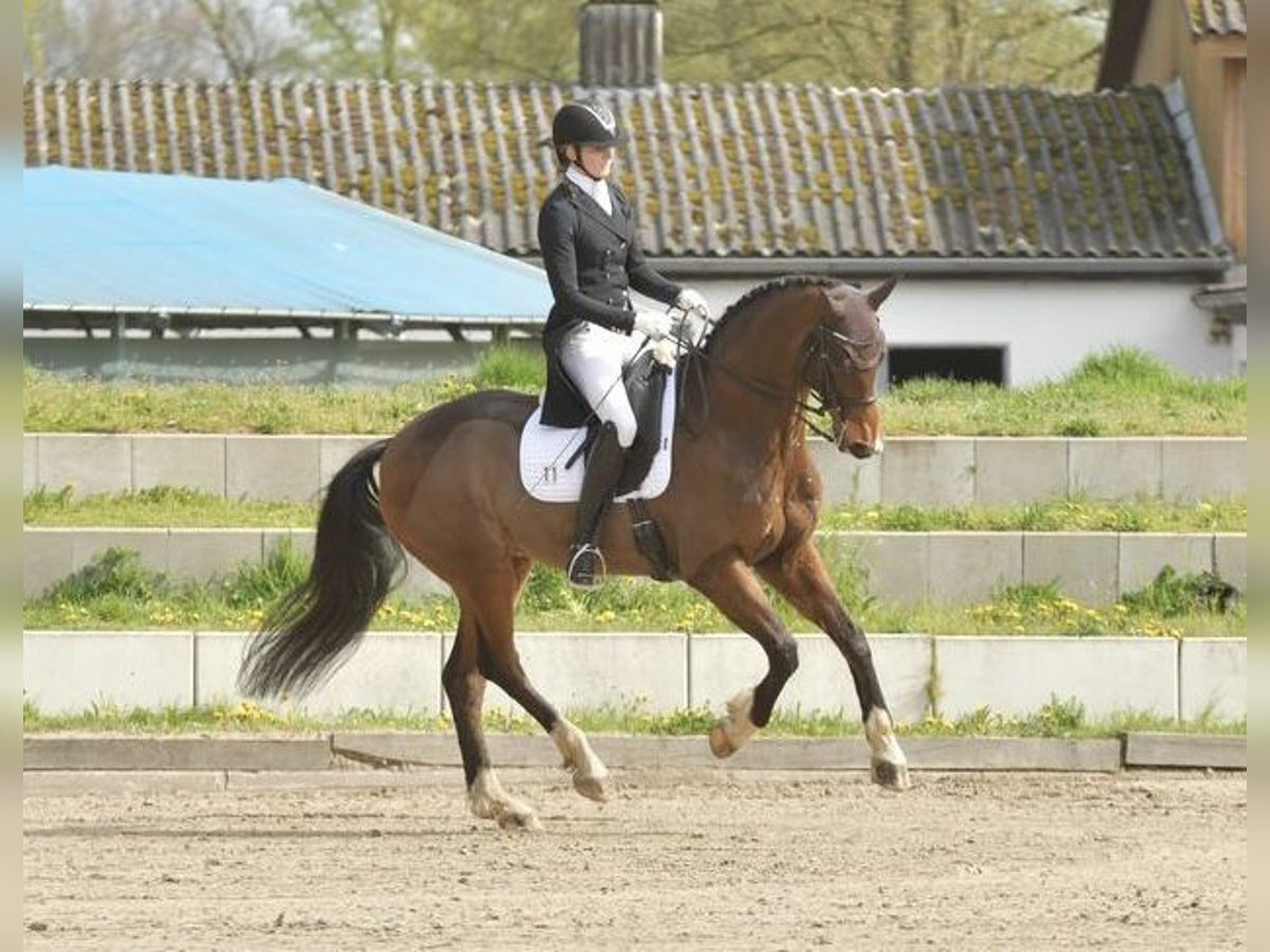 Oldenburger Ruin 16 Jaar 168 cm Bruin in Bad Oldesloe