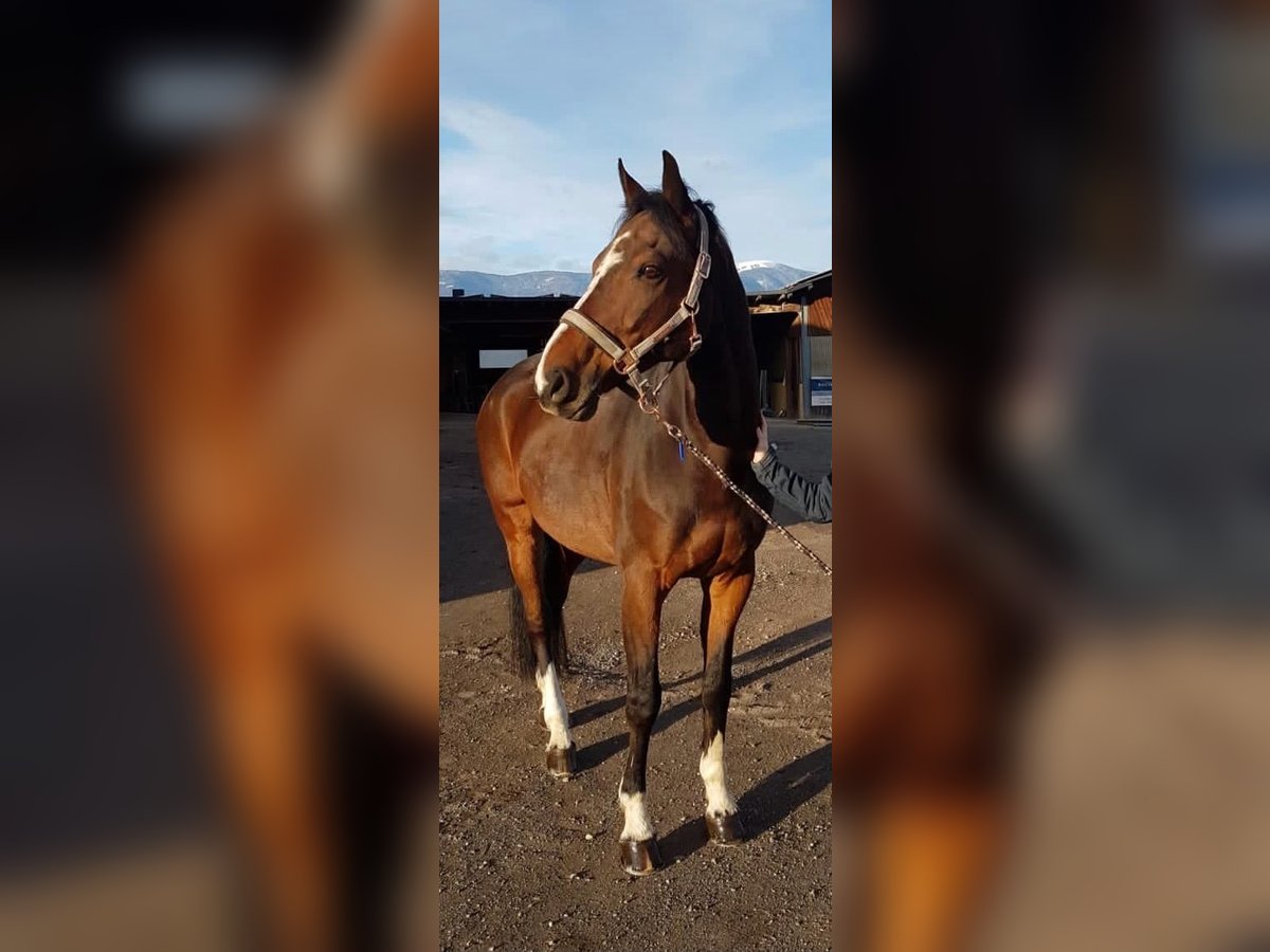 Oldenburger Ruin 18 Jaar 165 cm Bruin in Villach