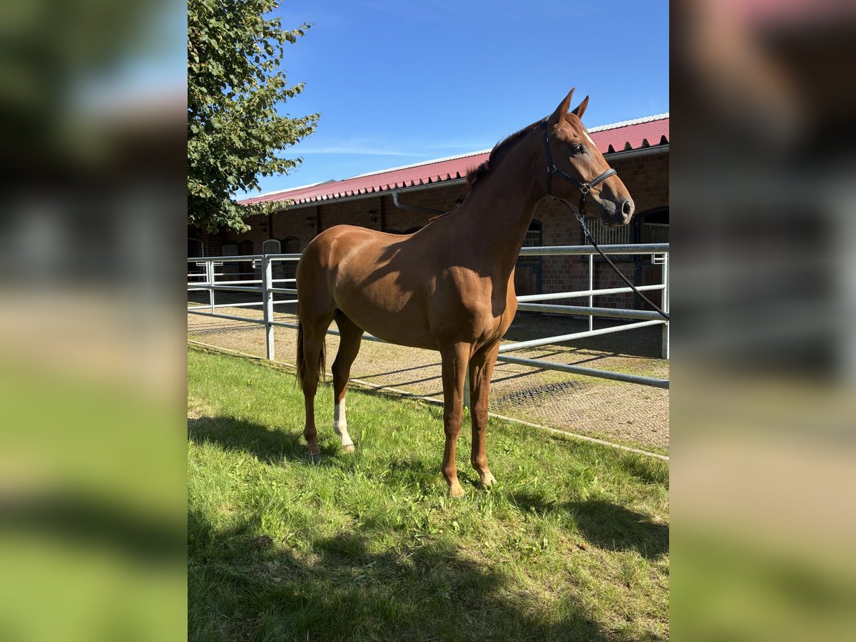 Oldenburger Ruin 2 Jaar 168 cm Donkere-vos in Blunk