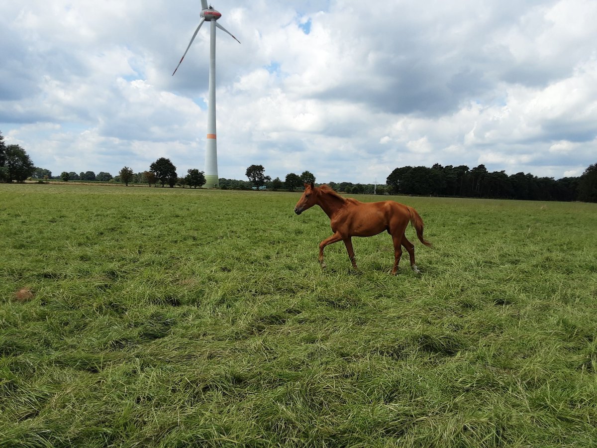 Oldenburger Ruin 2 Jaar 170 cm Vos in Bargstedt