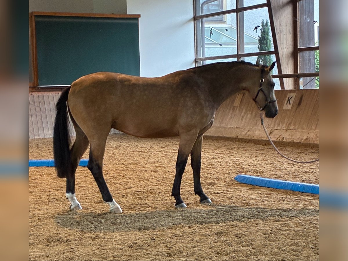 Oldenburger Ruin 2 Jaar 172 cm Buckskin in Bad F&#xFC;ssing