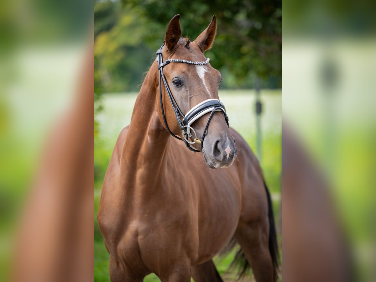 Oldenburger Ruin 3 Jaar 160 cm Donkere-vos in Bramsche