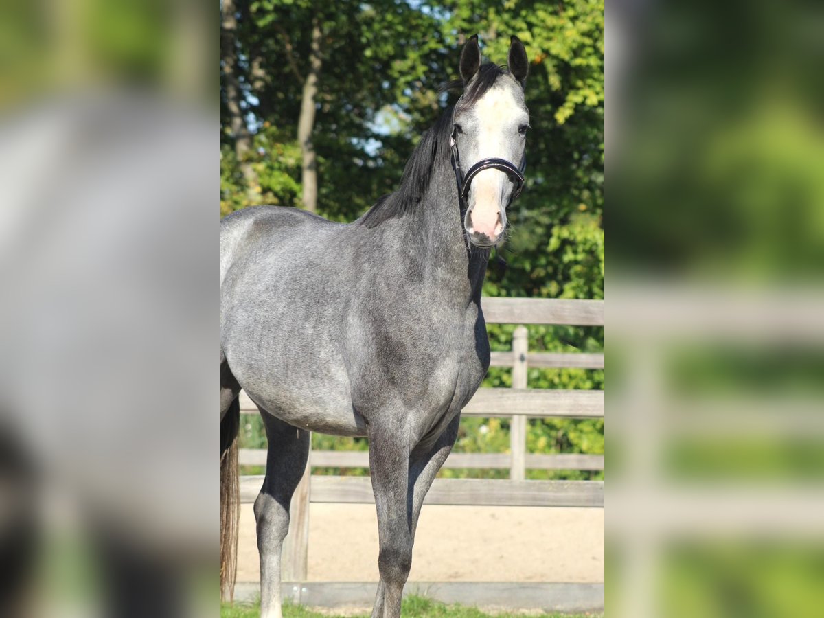 Oldenburger Ruin 3 Jaar 163 cm Schimmel in Berne
