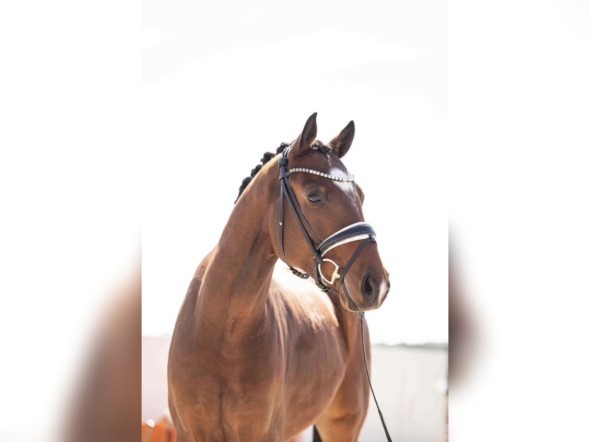 Oldenburger Ruin 4 Jaar 165 cm Brown Falb schimmel in Lehrberg