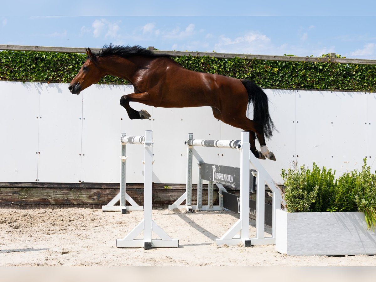 Oldenburger Ruin 4 Jaar 165 cm Bruin in Waddinxveen