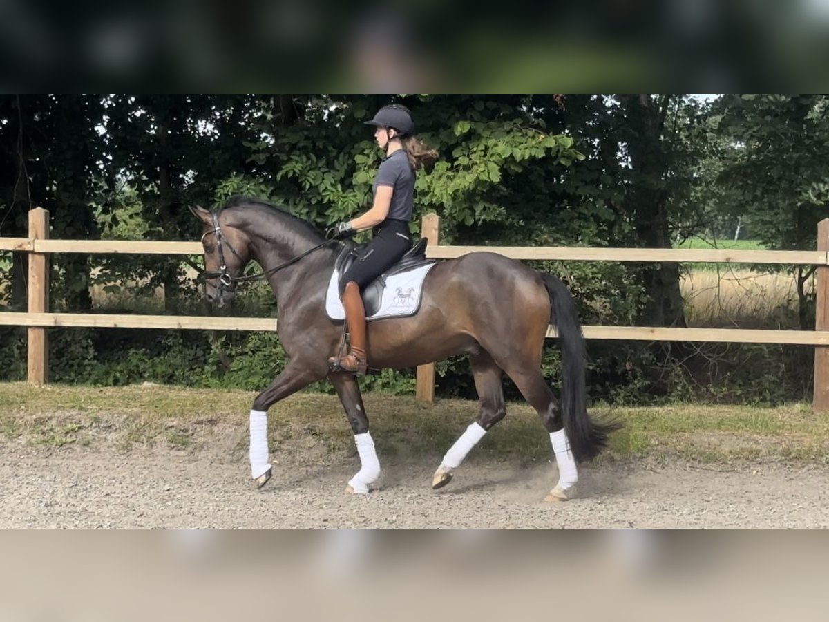 Oldenburger Ruin 4 Jaar 165 cm Donkerbruin in Ganderkesee