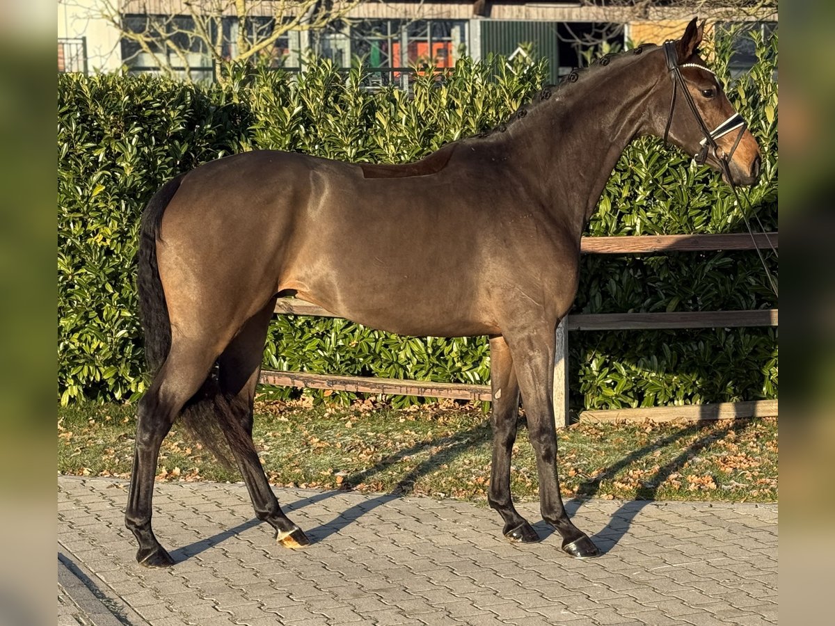 Oldenburger Ruin 4 Jaar 168 cm Bruin in Visbek
