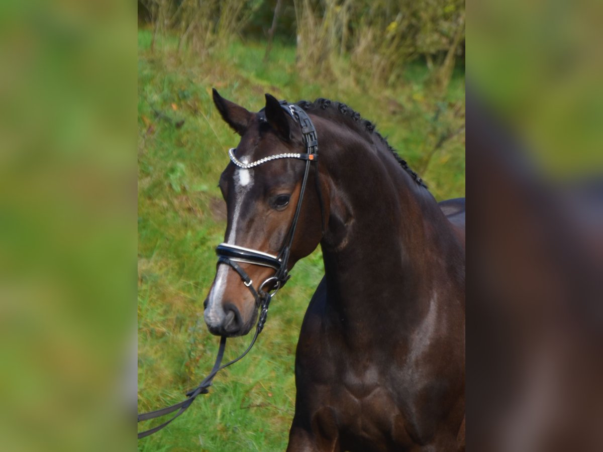 Oldenburger Ruin 4 Jaar 173 cm Donkerbruin in F&#xFC;rstenau
