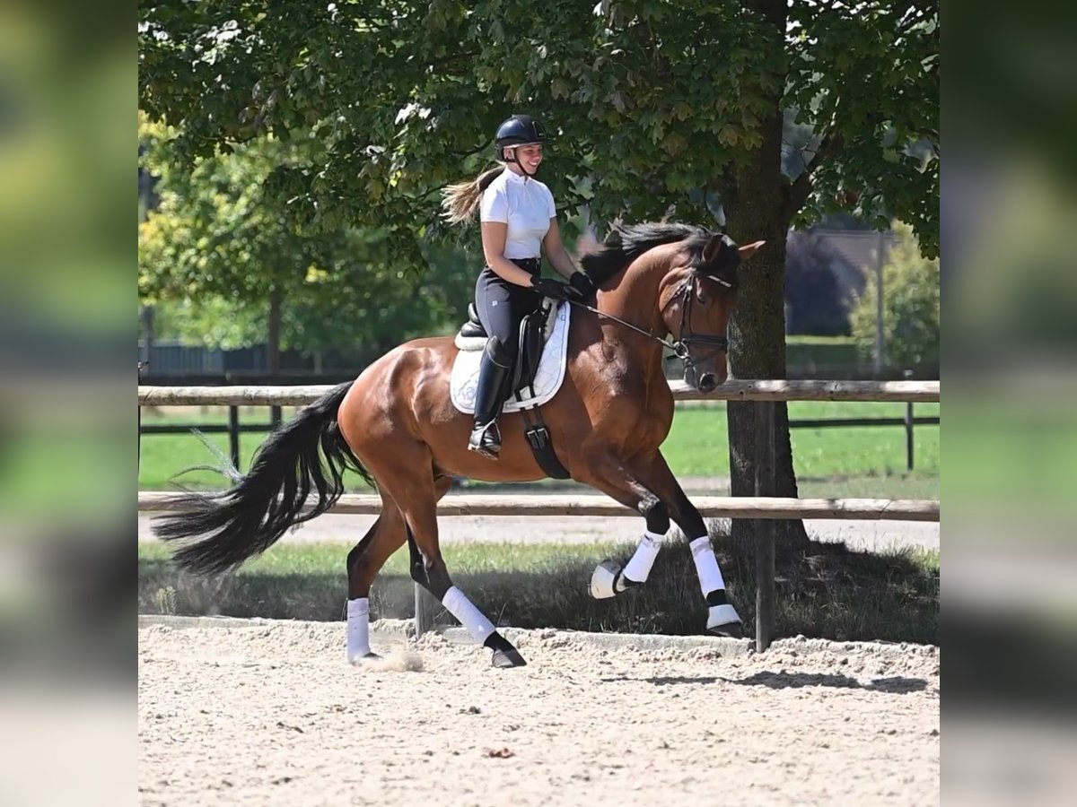 Oldenburger Ruin 4 Jaar 174 cm Bruin in Peer