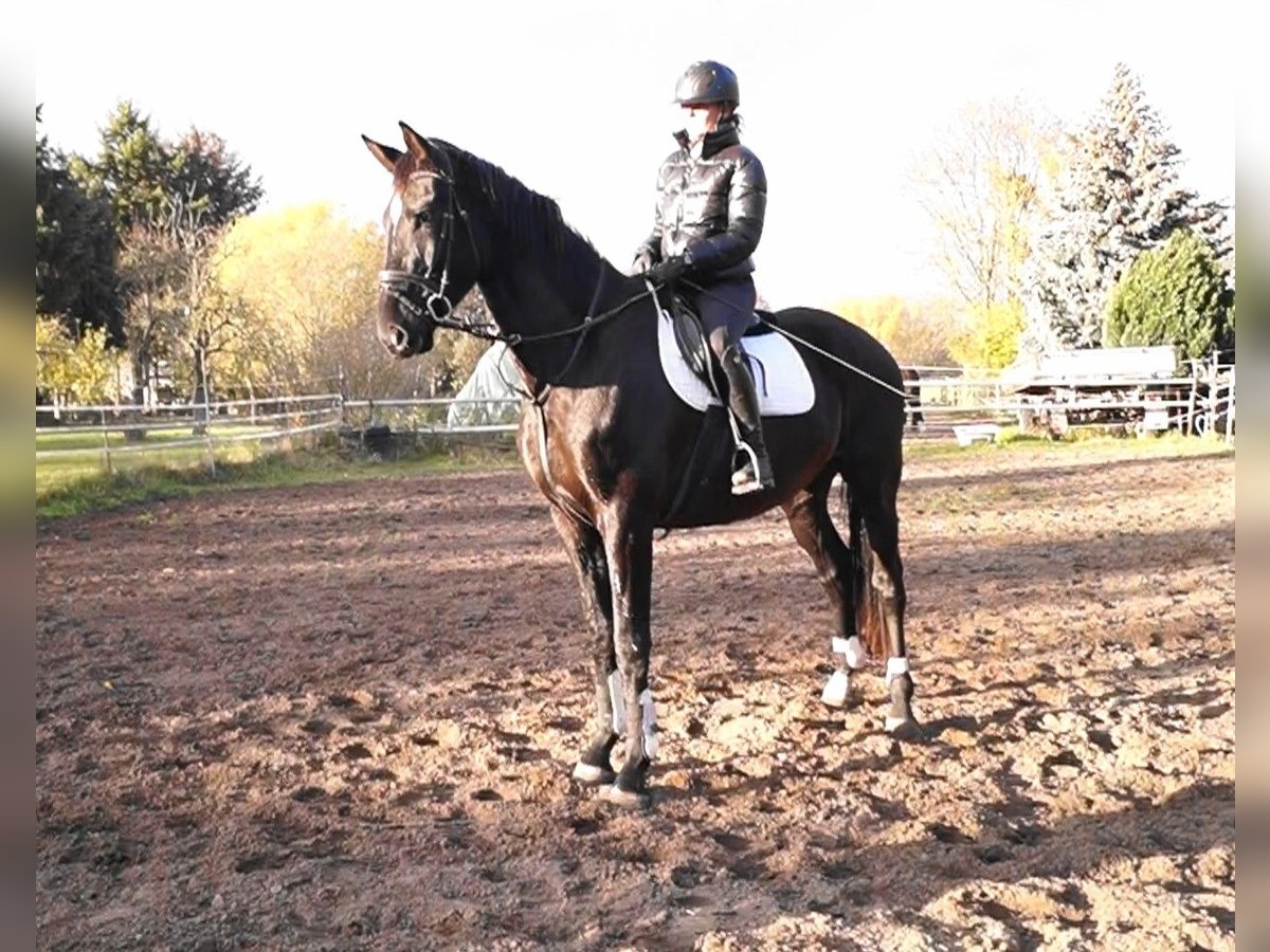 Oldenburger Ruin 4 Jaar 179 cm Zwartbruin in Kloster Lehnin