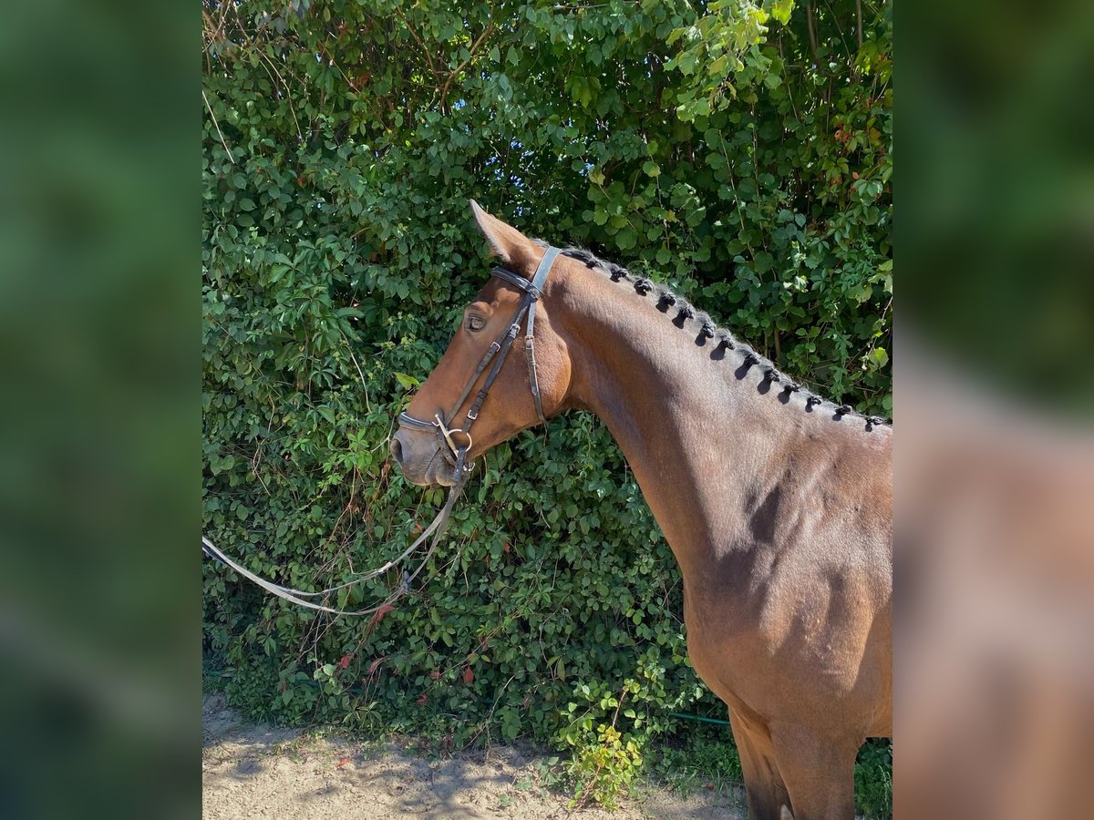 Oldenburger Ruin 5 Jaar 167 cm Bruin in Gro&#xDF;-Bieberau