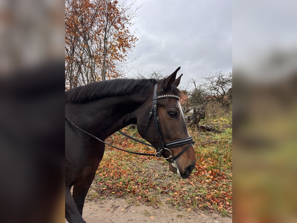 Oldenburger Ruin 5 Jaar 168 cm Bruin in Wees