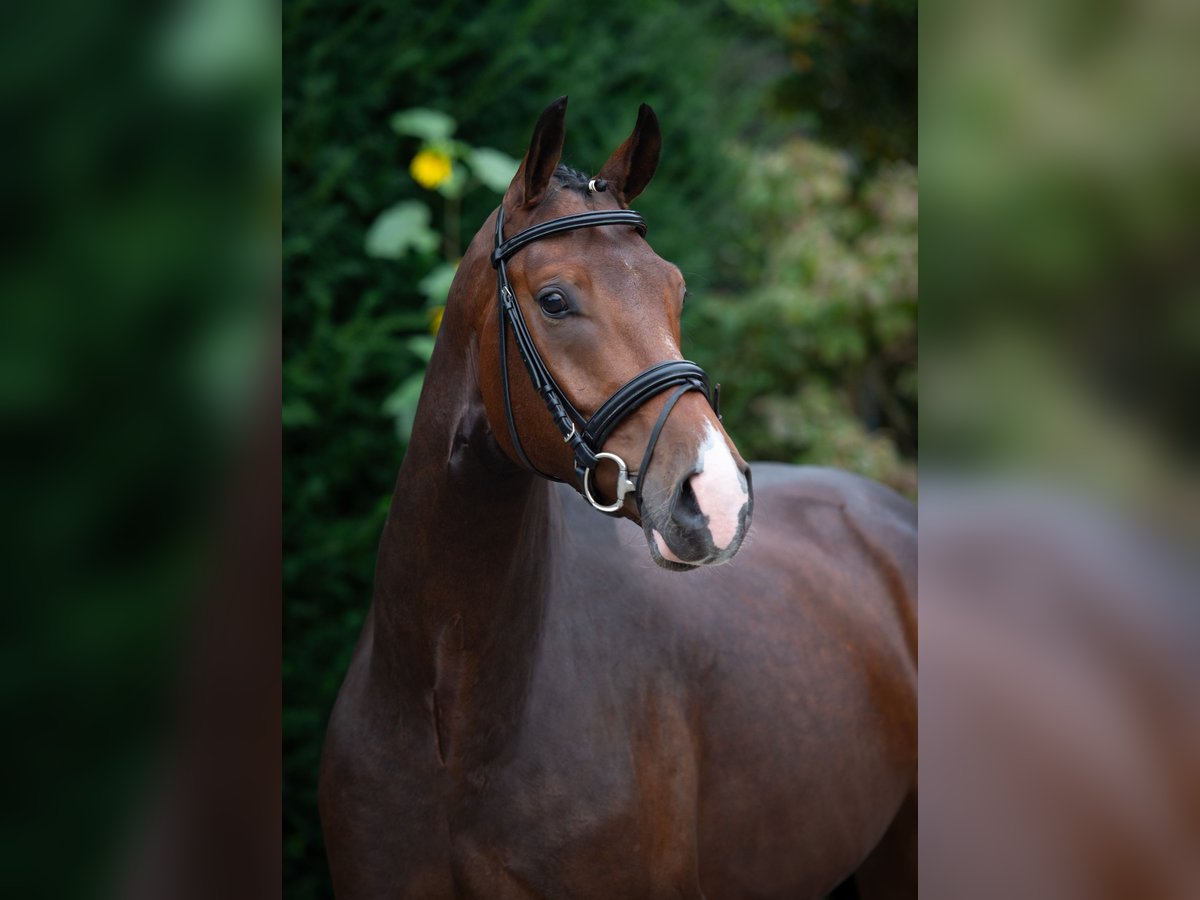 Oldenburger Ruin 5 Jaar 169 cm Bruin in Damme