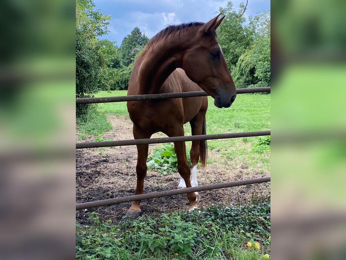Oldenburger Ruin 5 Jaar 170 cm Donkere-vos in Neulu&#xDF;heim