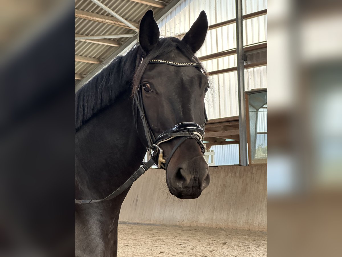Oldenburger Ruin 5 Jaar 172 cm Zwartbruin in Dallgow-D&#xF6;beritz