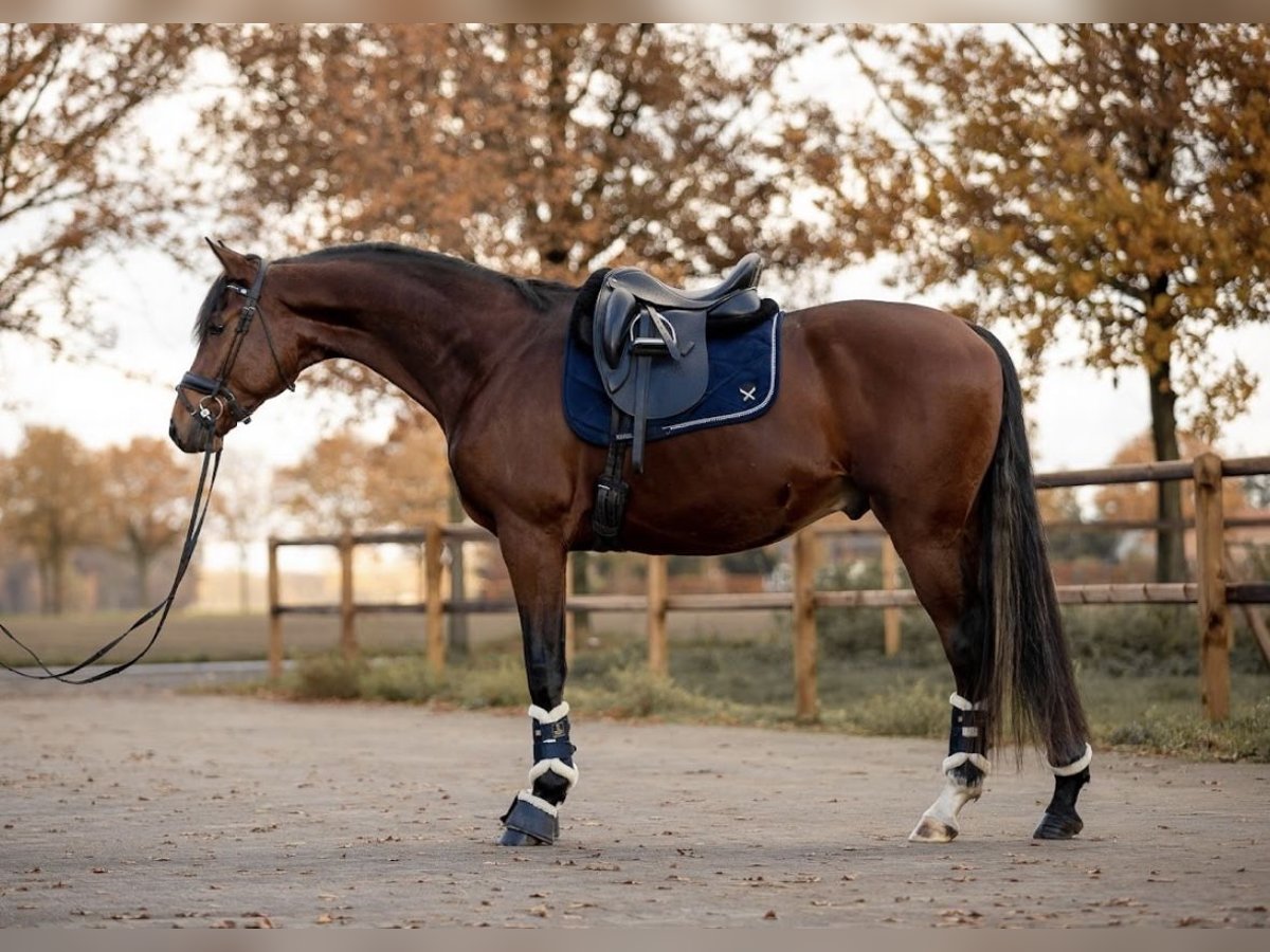 Oldenburger Ruin 5 Jaar 174 cm Roodbruin in Stramproy