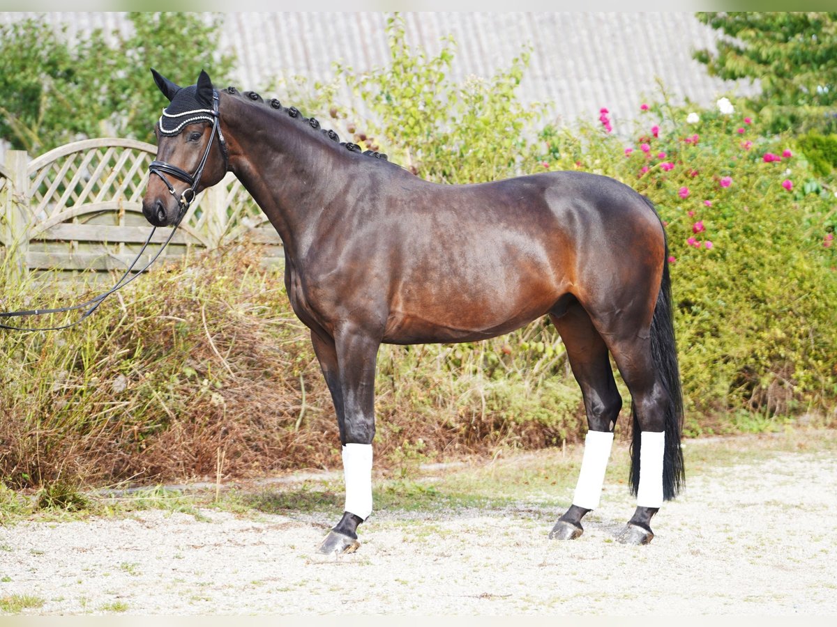 Oldenburger Ruin 5 Jaar 177 cm Donkerbruin in Hohenfelde