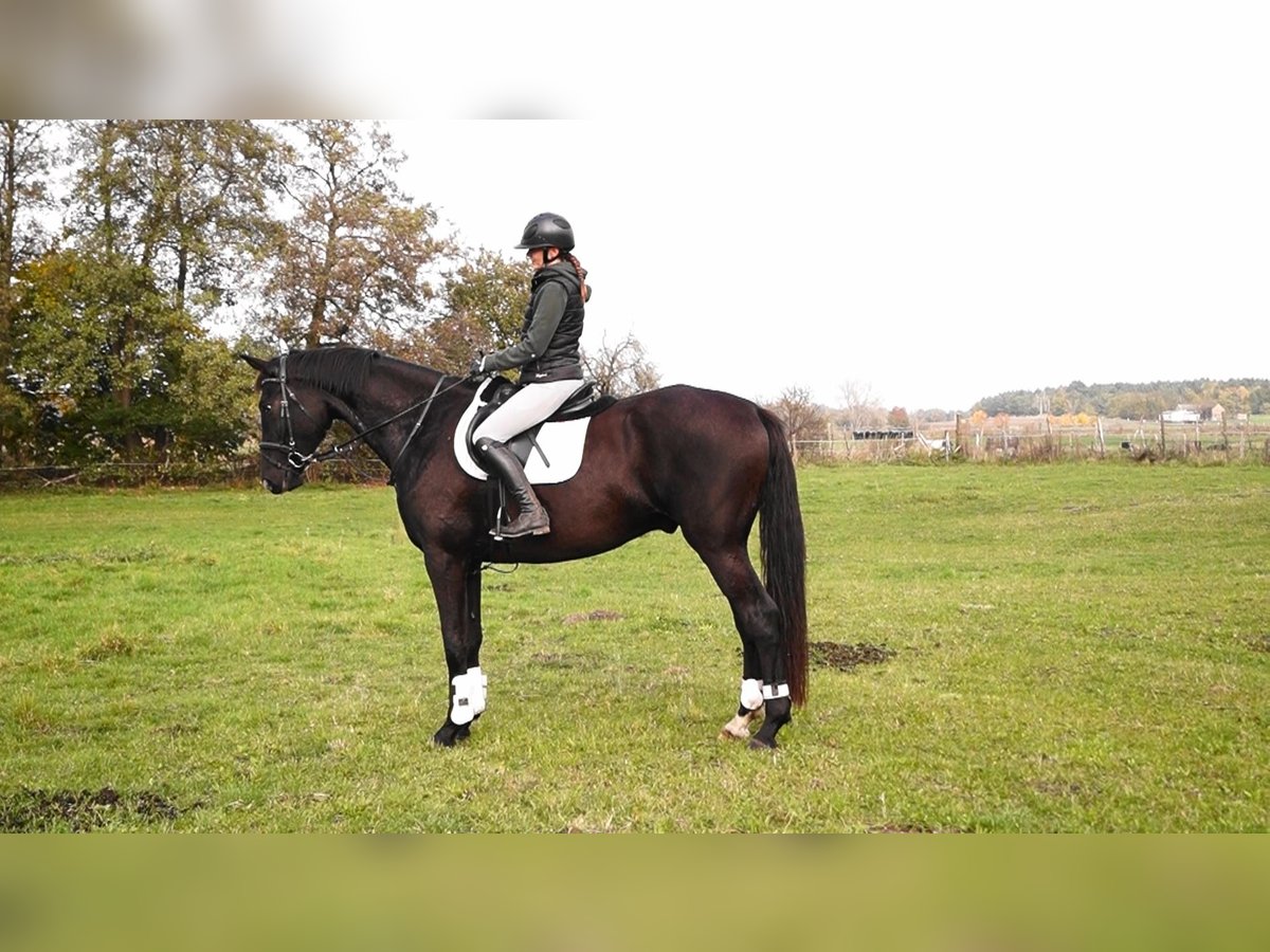 Oldenburger Ruin 5 Jaar 180 cm Zwartbruin in Kloster Lehnin