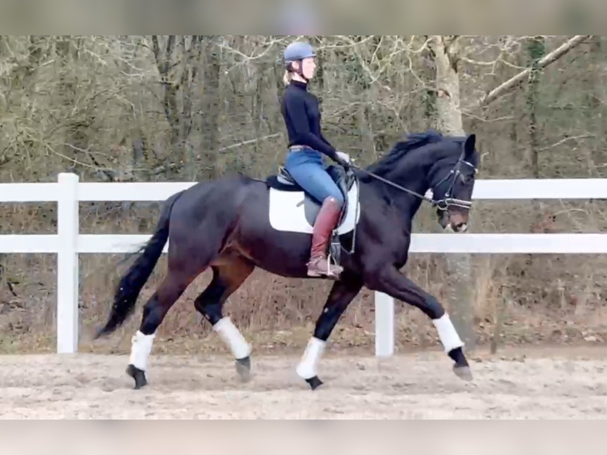 Oldenburger Ruin 6 Jaar 168 cm Zwartbruin in Perl