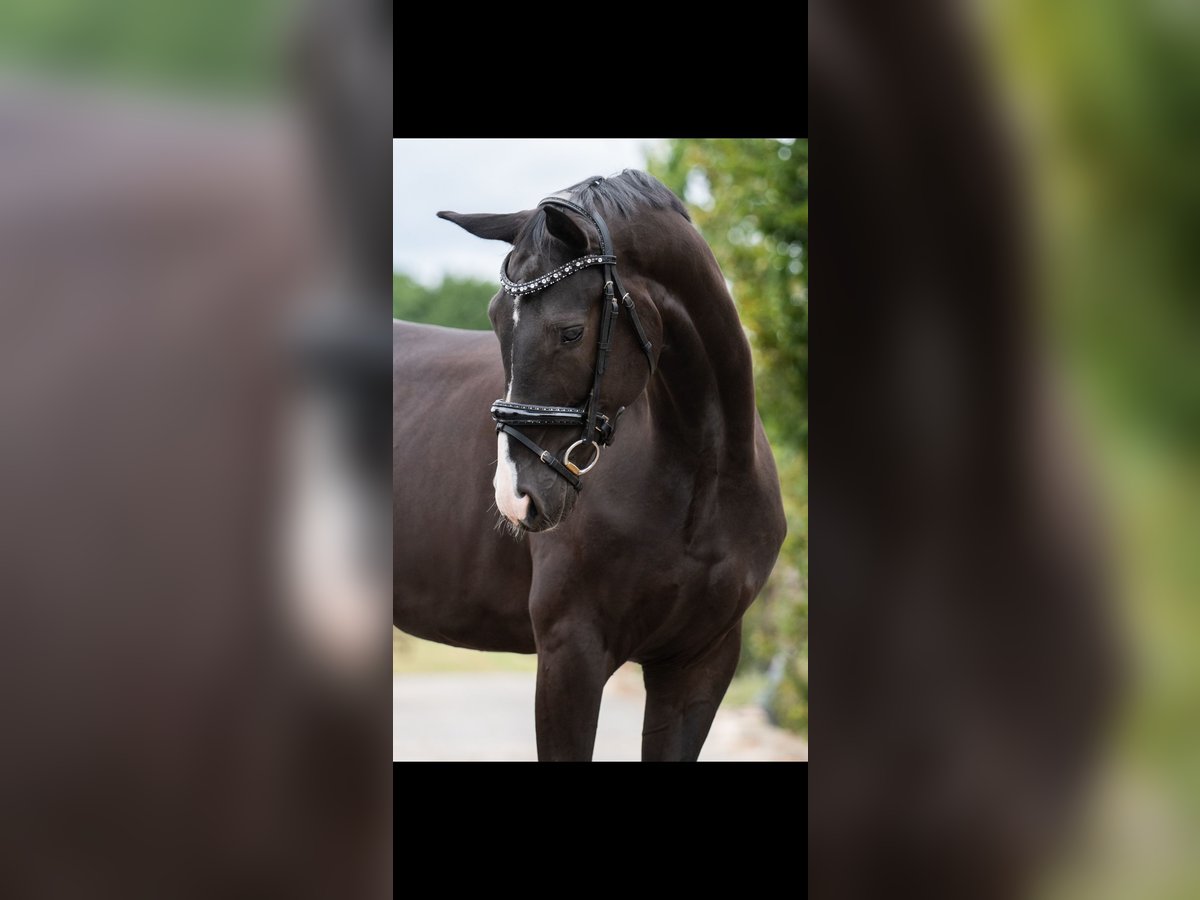 Oldenburger Ruin 6 Jaar 172 cm Zwart in Nuland