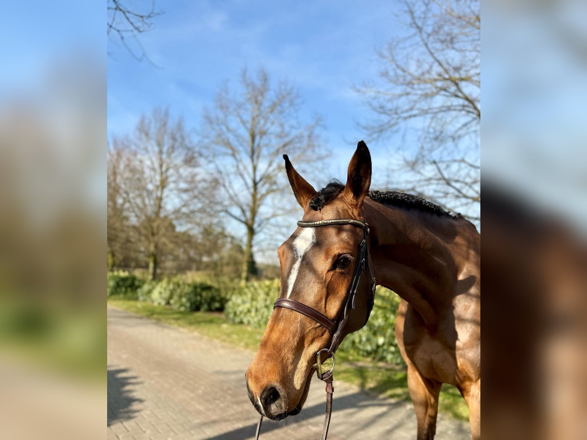 Oldenburger Ruin 6 Jaar Bruin in Visbek
