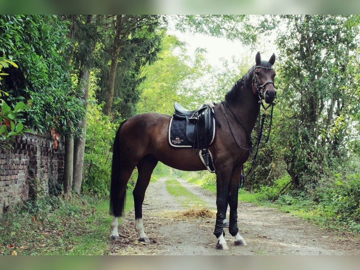 Oldenburger Ruin 7 Jaar 173 cm Bruin in Molsberg