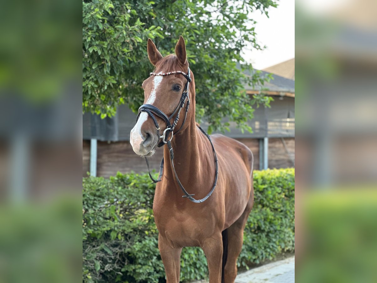 Oldenburger Ruin 7 Jaar 176 cm Donkere-vos in Nettetal