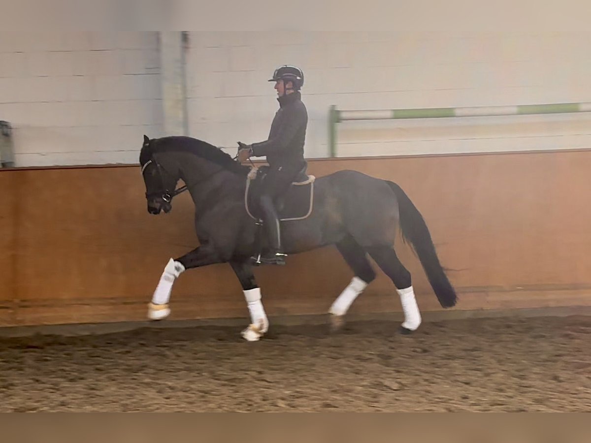 Oldenburger Ruin 8 Jaar 168 cm Zwartbruin in Hanstedt